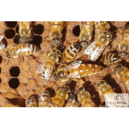 Ape Regina mellifera ligustica