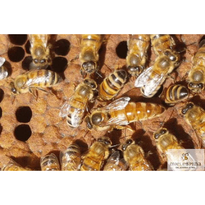 Ape Regina mellifera ligustica